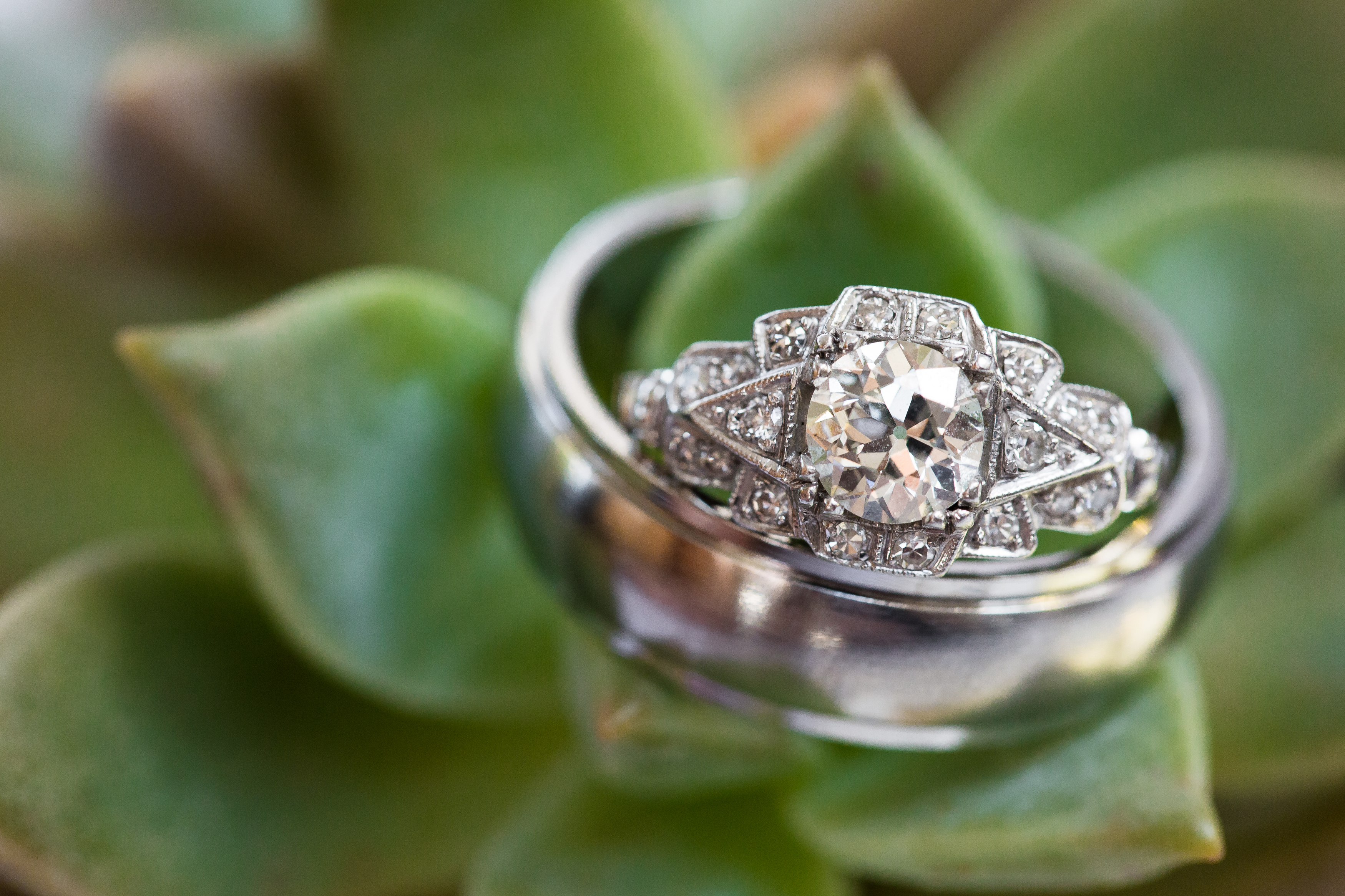 Bride and groom engagement rings on succulent plant