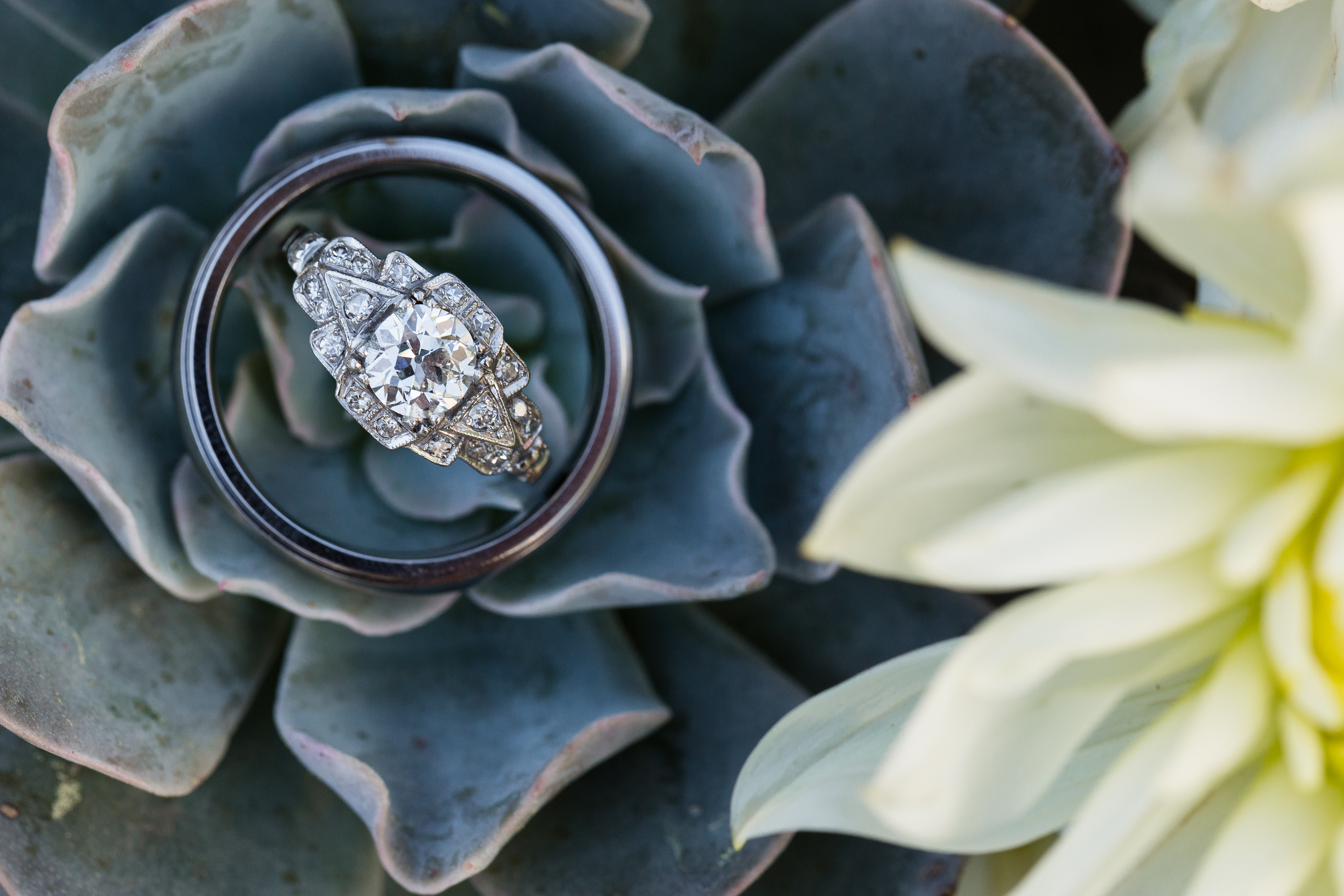Bride and groom's wedding and diamond engagement rings on succulent flower, by Stefani Ciotti