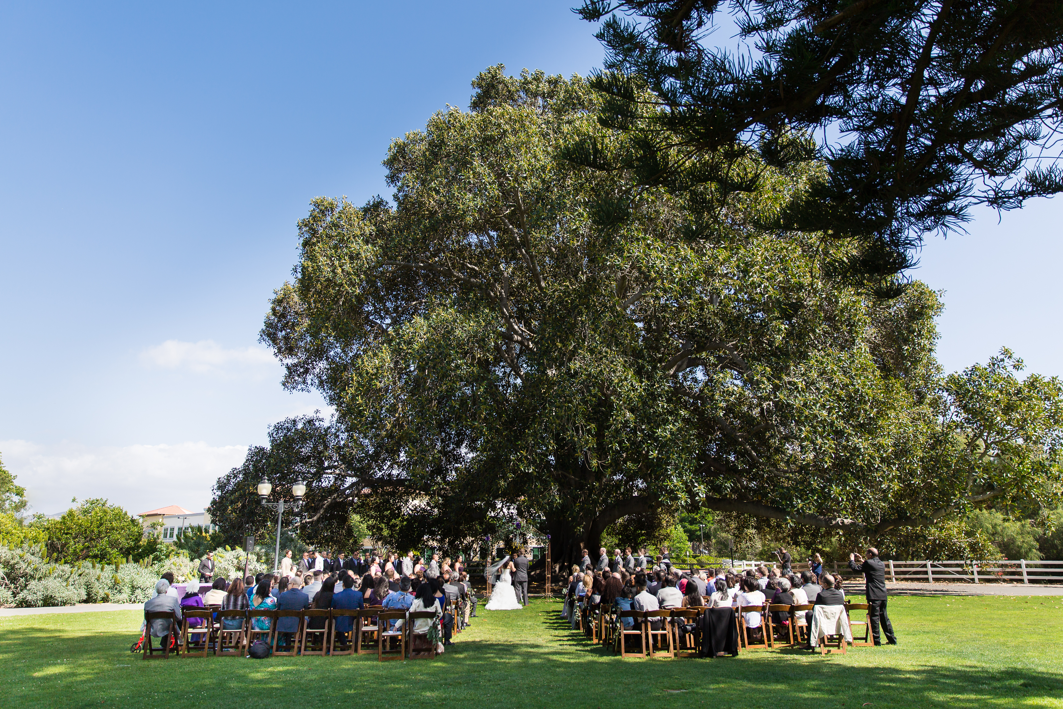 Outdoor ceremony on lawn by giant tree at Camarillo Ranch House in CA